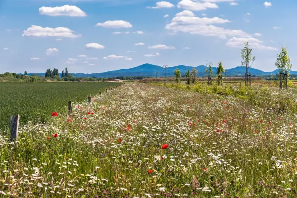 Eine Blühwiese vor Bergen.